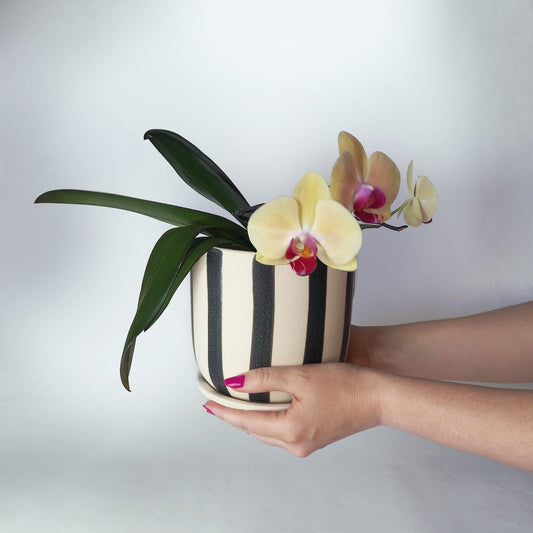 Black and Beige striped planter with drip tray